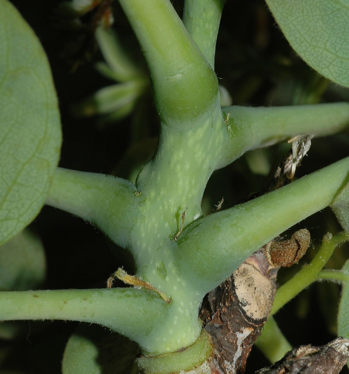 Fabaceae Gymnocladus dioica