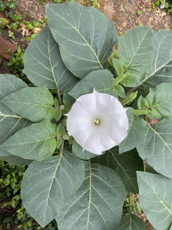 Solanaceae Datura innoxia