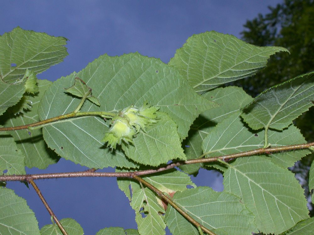 Betulaceae Corylus americana