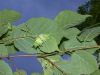 image of Corylus americana