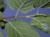 image of Corylus americana