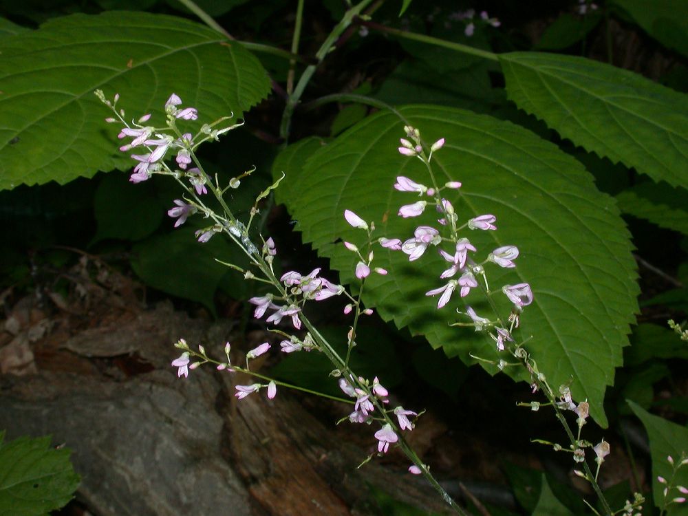 Fabaceae Desmodium glutinosum