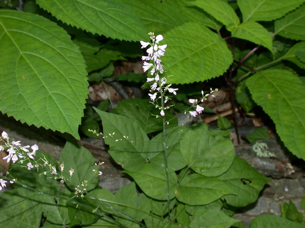 Fabaceae Desmodium glutinosum