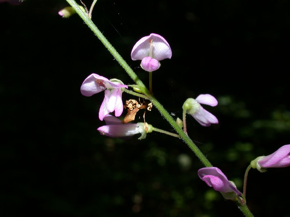 Fabaceae Desmodium glutinosum