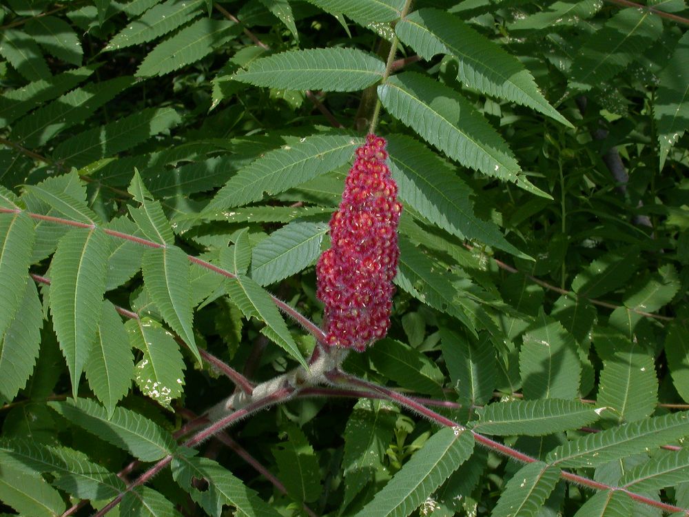 Anacardiaceae Rhus typhina