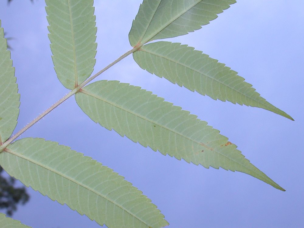 Anacardiaceae Rhus typhina