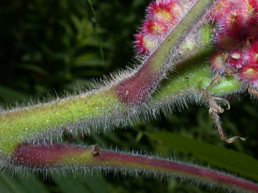 Anacardiaceae Rhus typhina