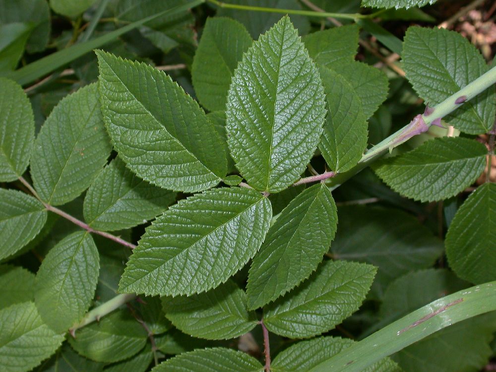 Rosaceae Rosa setigera