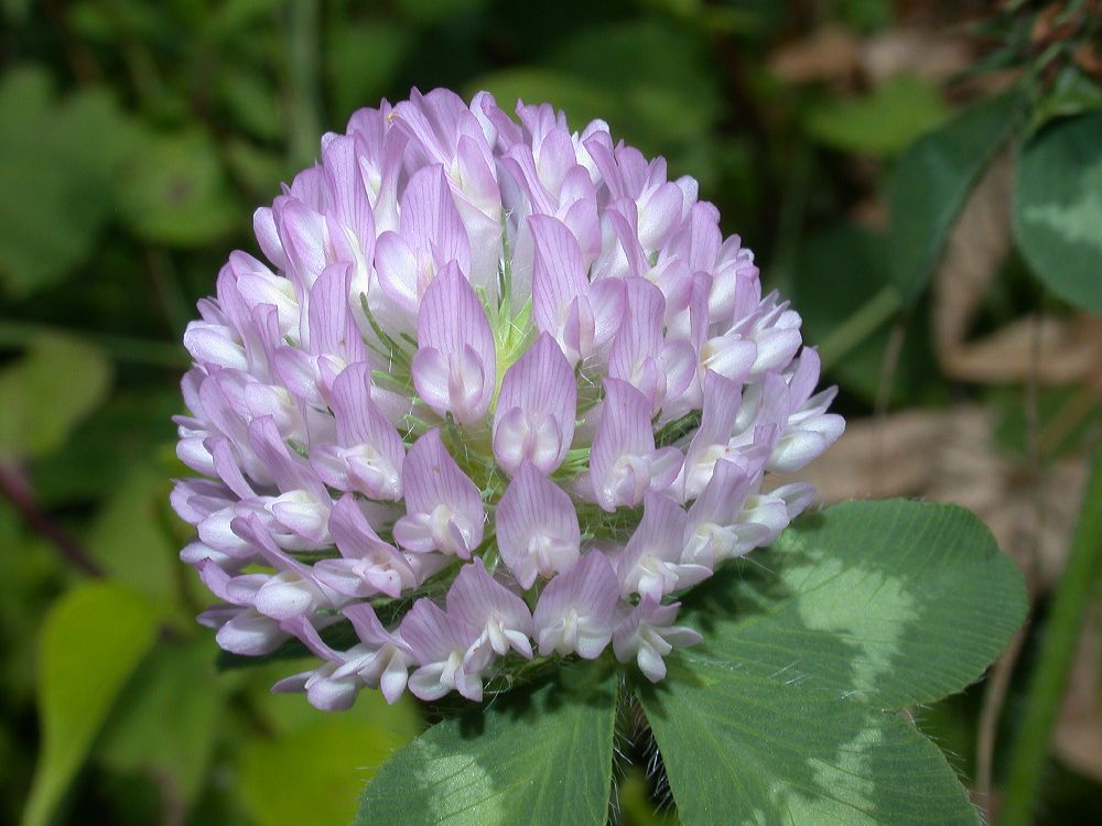 Fabaceae Trifolium 