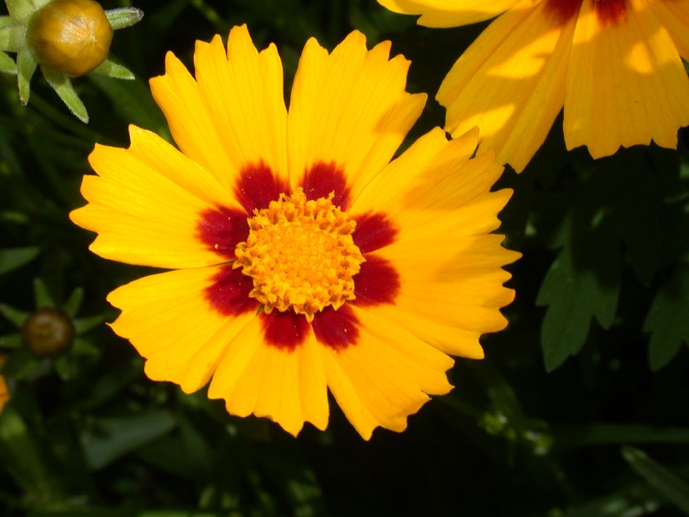 Asteraceae Coreopsis 