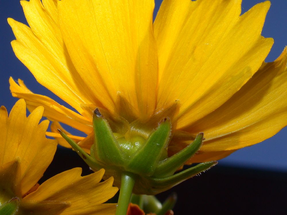 Asteraceae Coreopsis 