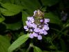 image of Prunella vulgaris