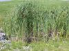 image of Typha angustifolia