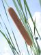 image of Typha angustifolia