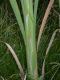 image of Typha latifolia
