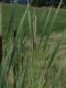 image of Typha latifolia