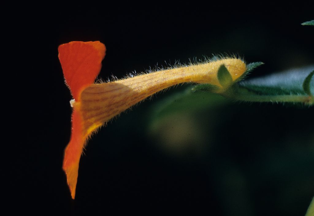 Gesneriaceae Achimenes antirrhina