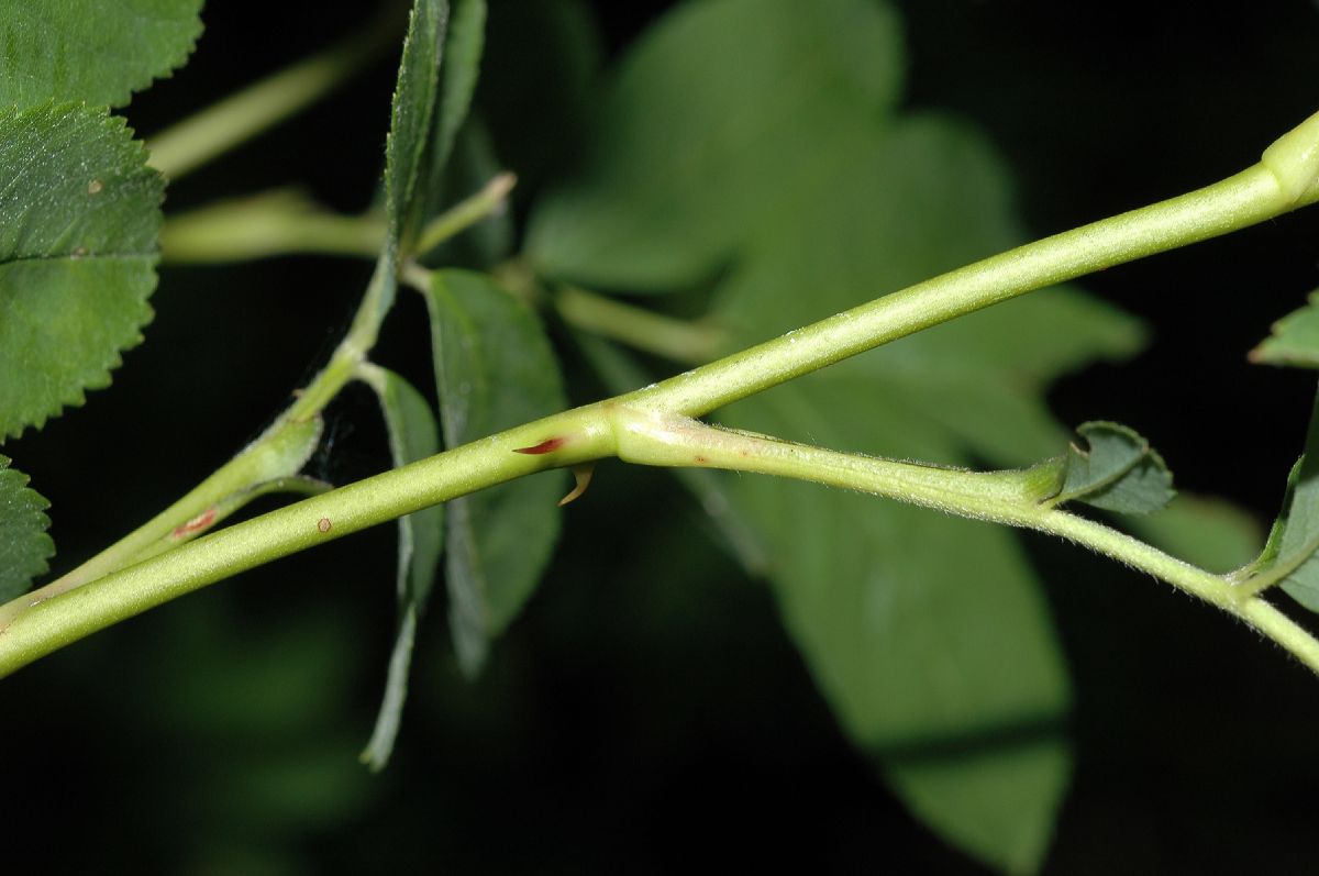 Rosaceae Rosa palustris