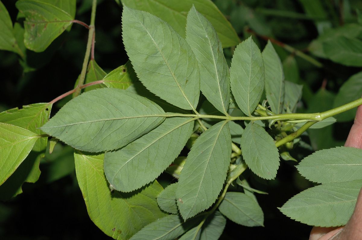 Rosaceae Rosa palustris