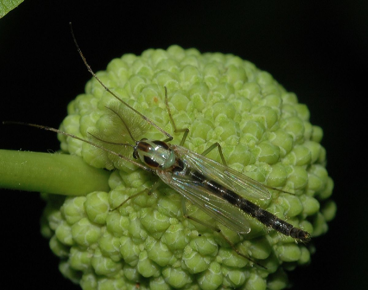 Chironomidae  