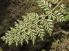 image of Asplenium fragrans