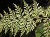 image of Asplenium fragrans