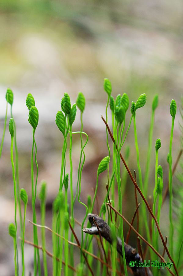 Schizaeaceae Schizaea pusilla