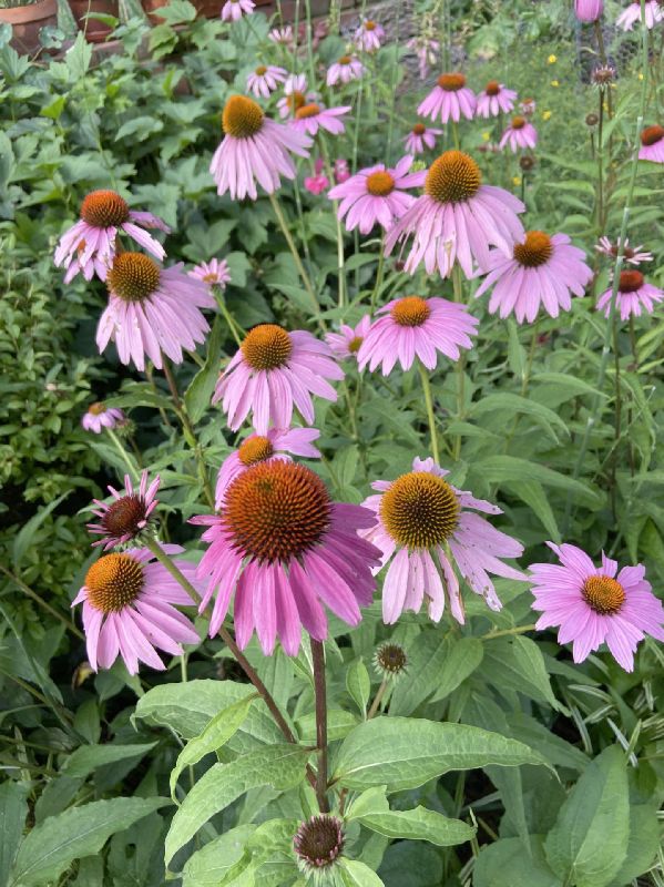 Asteraceae Echinacea purpurea