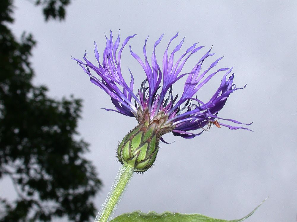 Asteraceae Centaurea montana