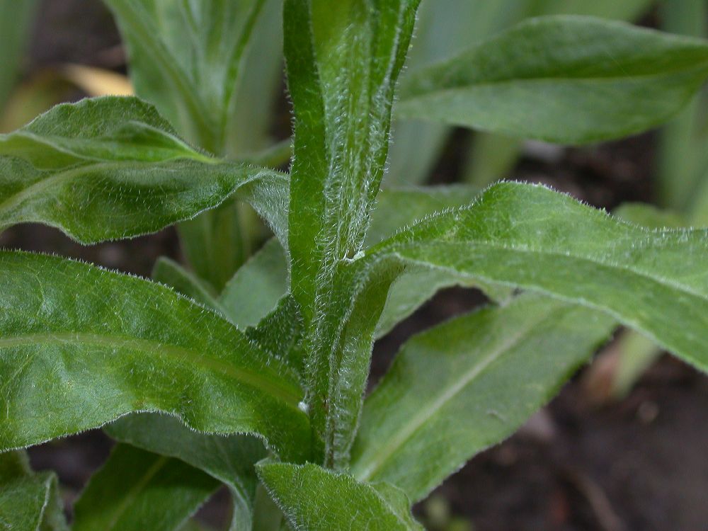 Asteraceae Centaurea montana