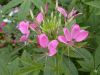 image of Cleome hassleriana