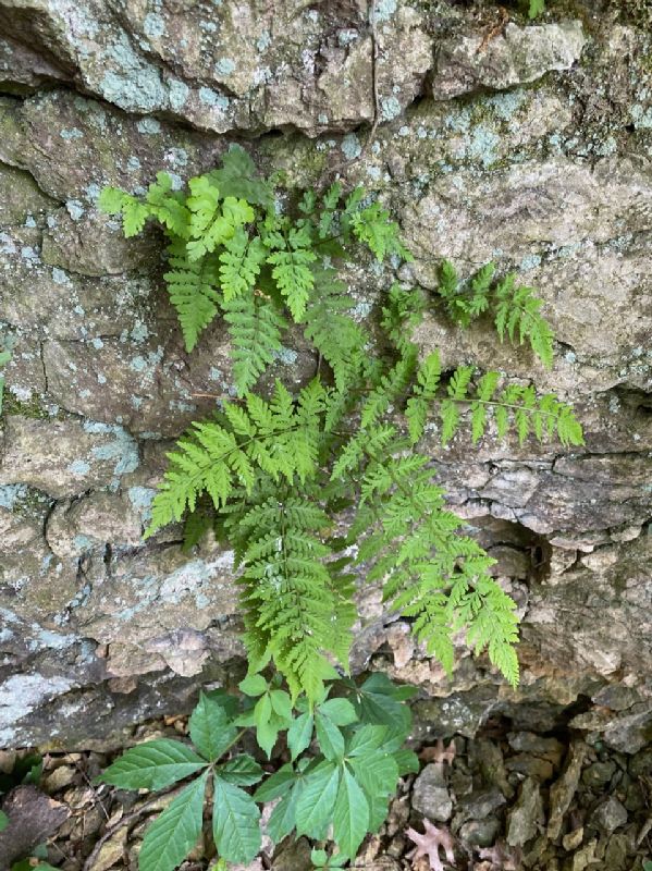 Cystopteridaceae Cystopteris tennesseensis