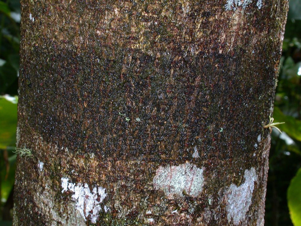 Fabaceae Hymenaea courbaril