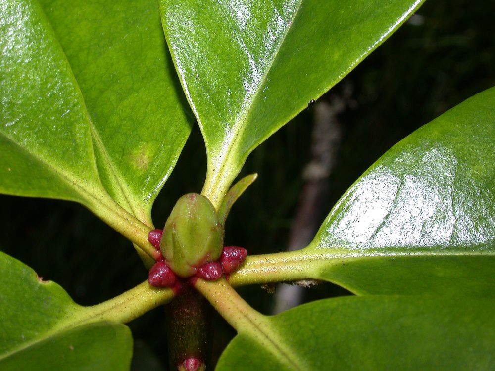 Ericaceae Rhododendron 