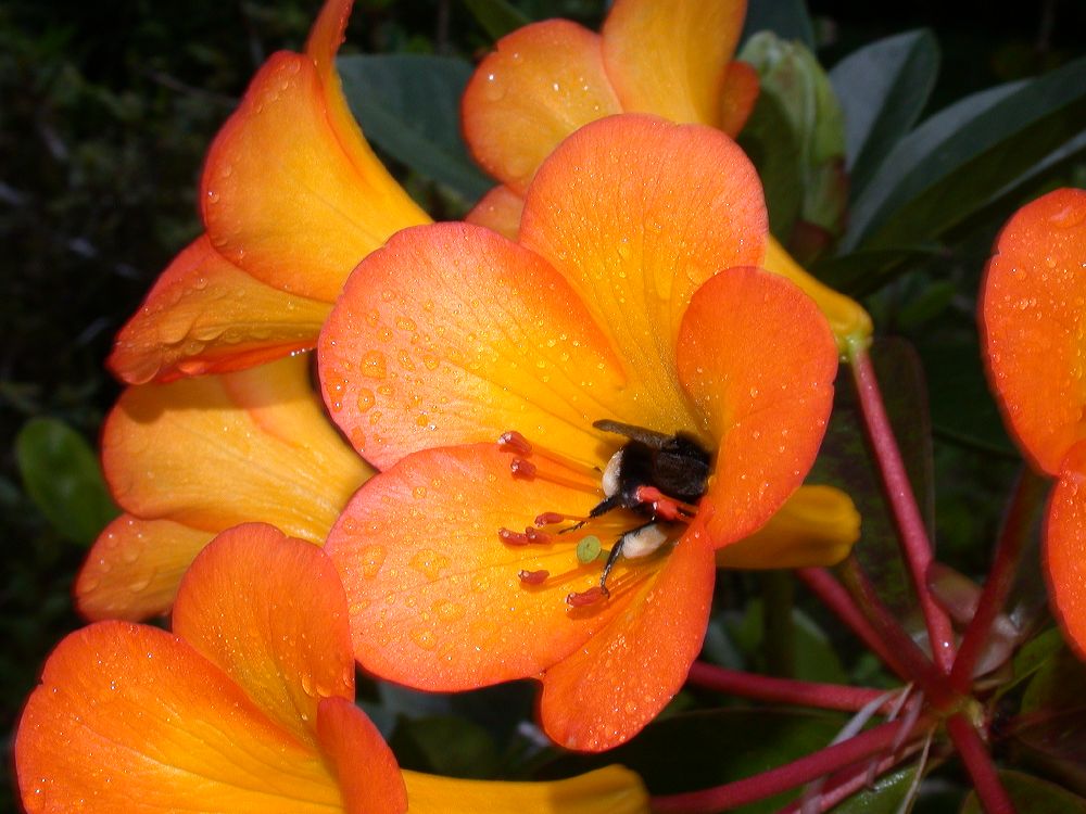 Ericaceae Rhododendron 