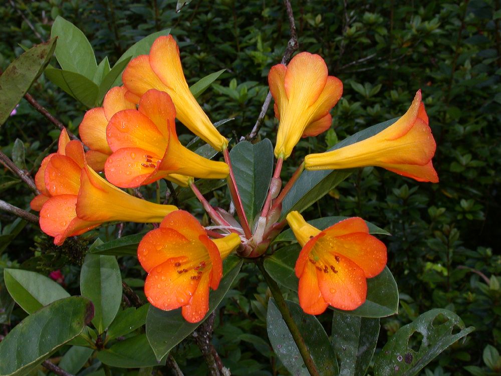 Ericaceae Rhododendron 