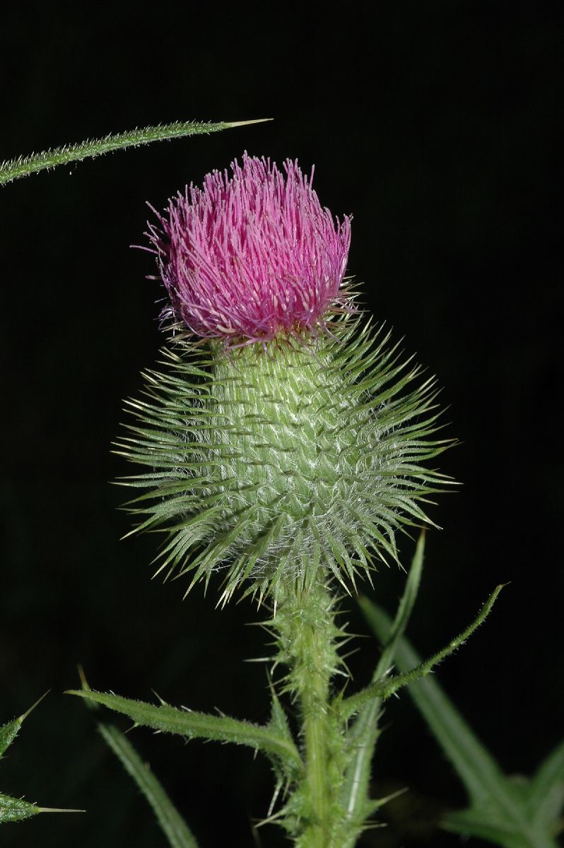 Asteraceae Cirsium vulgare