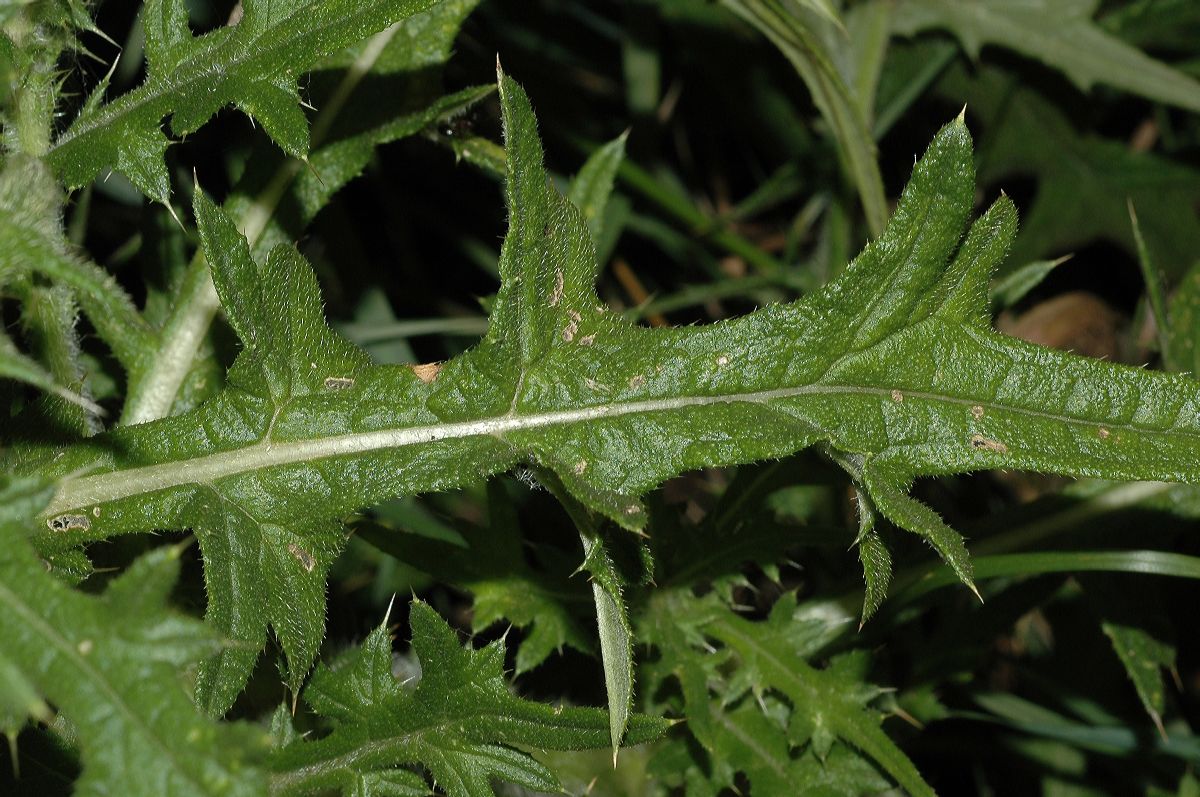 Asteraceae Cirsium vulgare