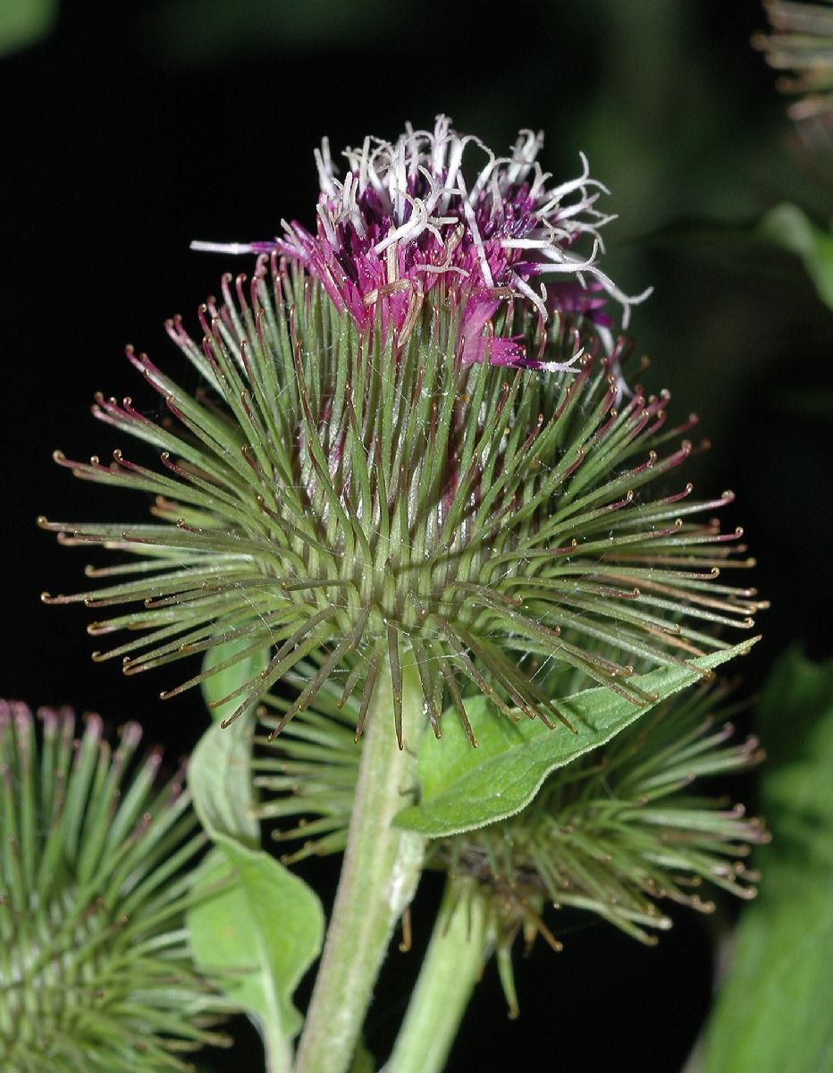 Asteraceae Arctium minus