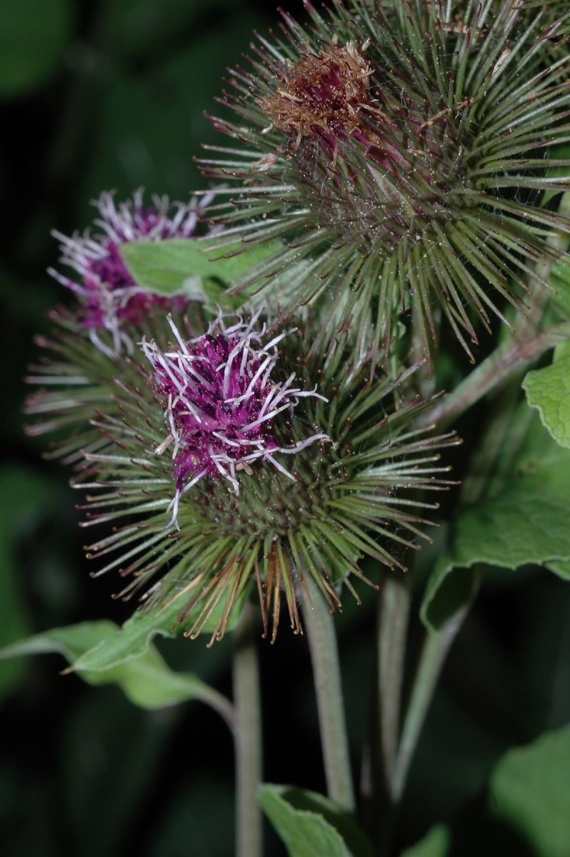 Asteraceae Arctium minus