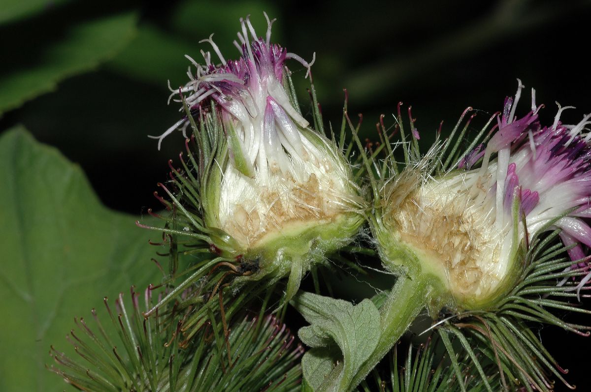 Asteraceae Arctium minus