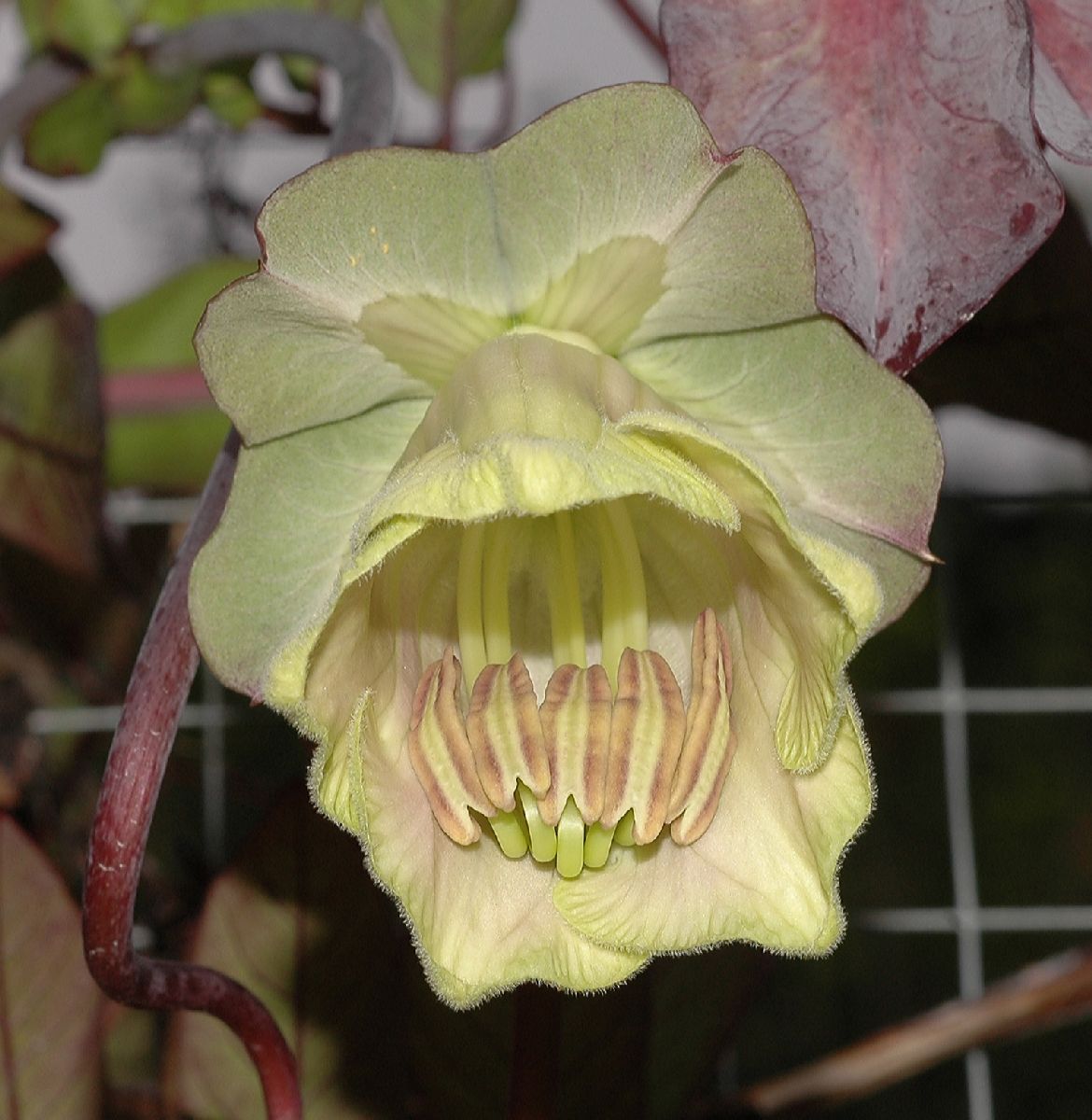 Polemoniaceae Cobaea scandens