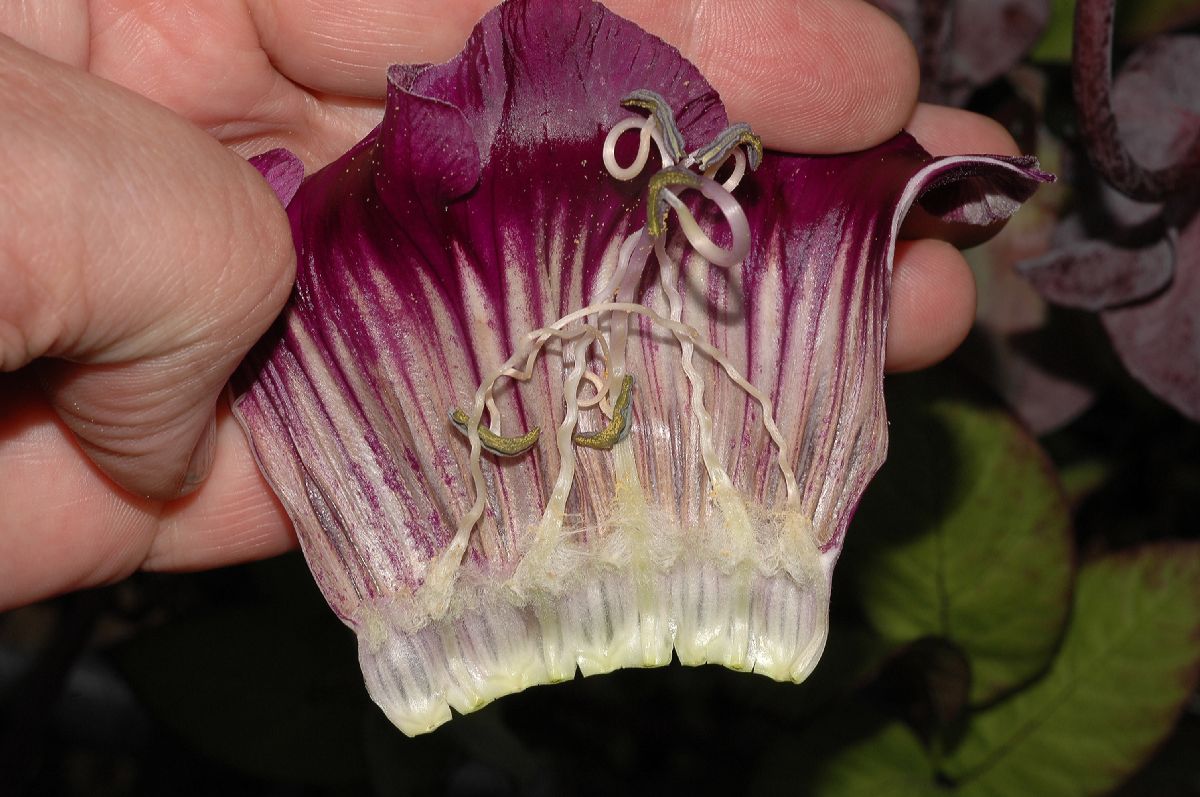 Polemoniaceae Cobaea scandens