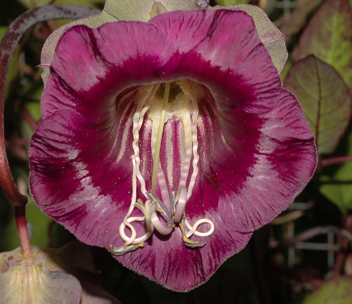 Polemoniaceae Cobaea scandens