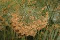 image of Cyperus papyrus