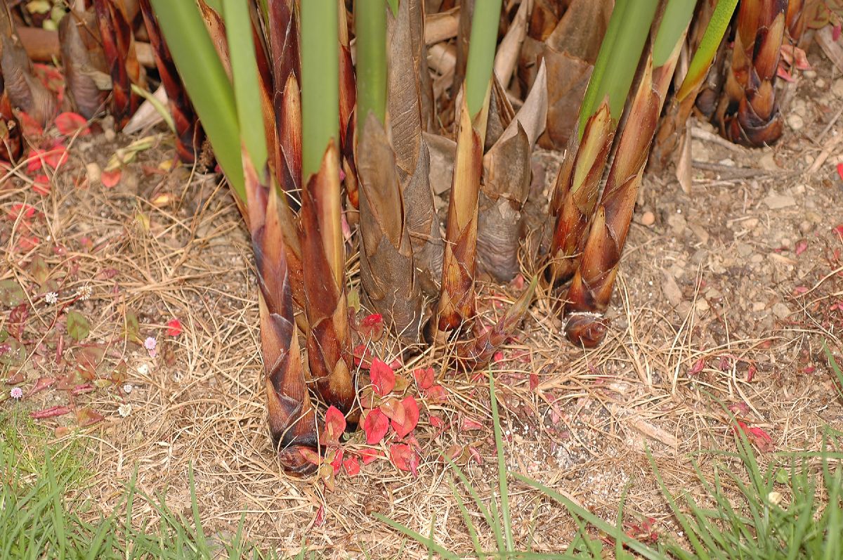 Cyperaceae Cyperus papyrus