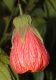 image of Abutilon 