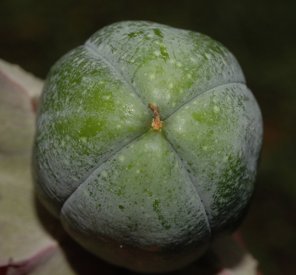Polemoniaceae Cobaea scandens