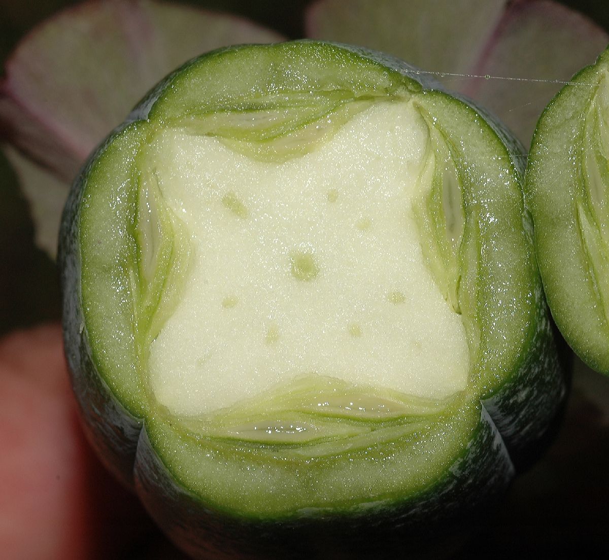 Polemoniaceae Cobaea scandens