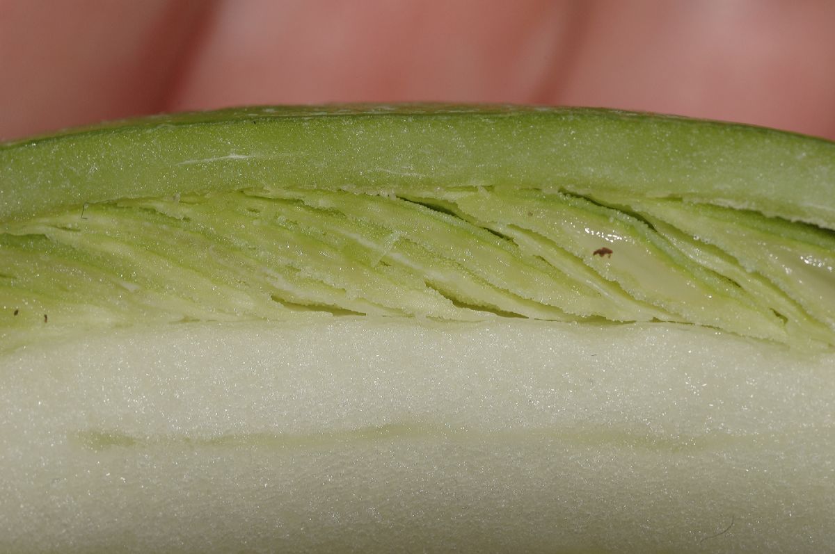 Polemoniaceae Cobaea scandens